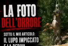La foto dell’orrore sotto il mio articolo: il lupo impiccato e la deriva della ferocia