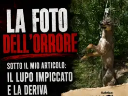 La foto dell’orrore sotto il mio articolo: il lupo impiccato e la deriva della ferocia