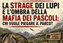 La strage dei lupi, il sacco della morte e l’ombra della mafia dei pascoli: chi vuole piegare il Parco?