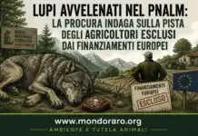Lupi avvelenati nel PNALM: la Procura indaga sulla pista degli agricoltori esclusi dai finanziamenti europei